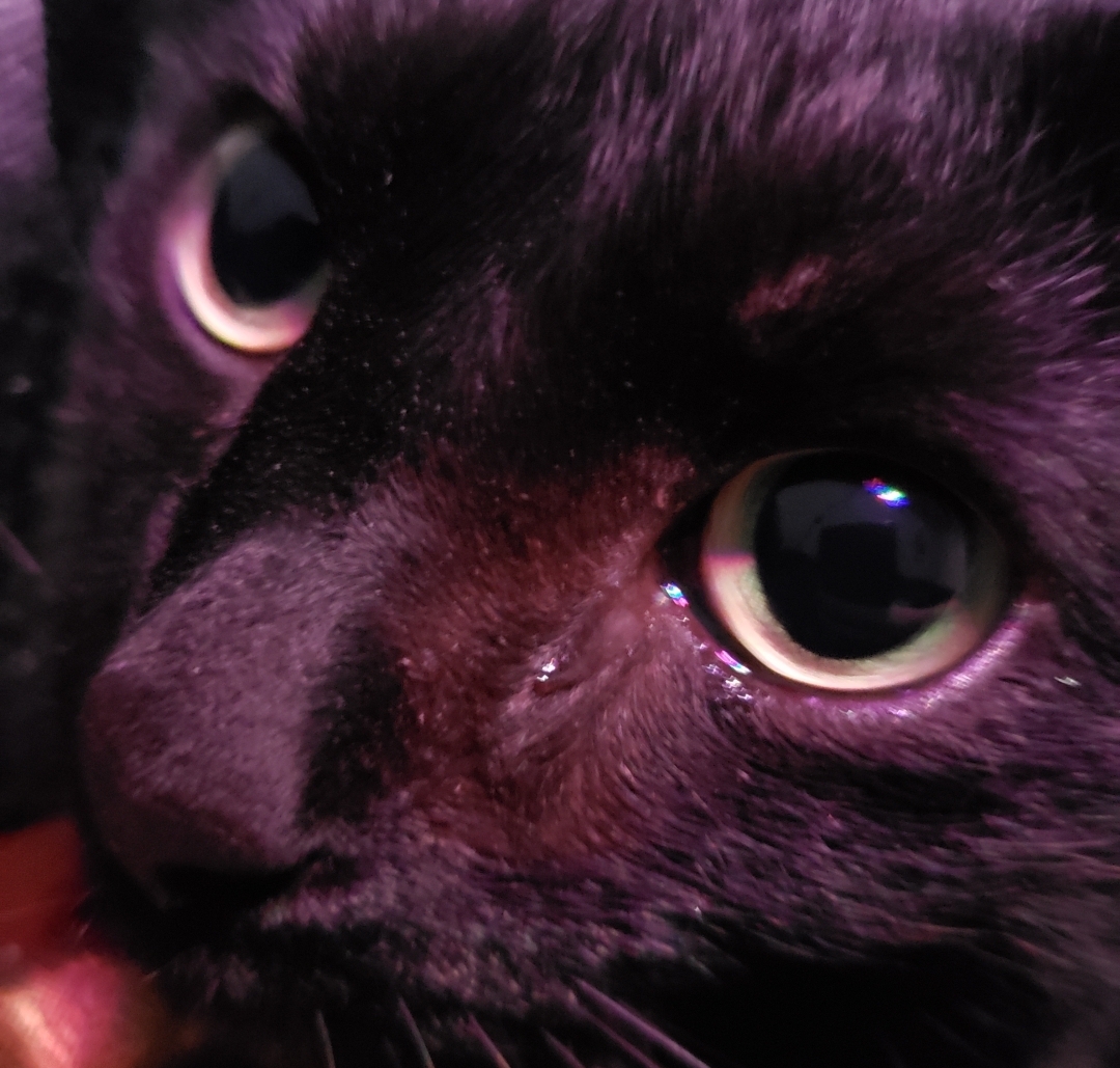 Miau